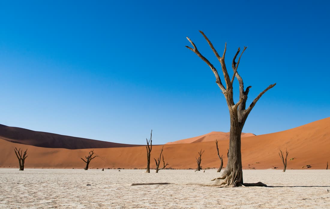 Dead trees and red dunes in the Namib